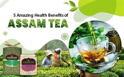 Top 5 Health Benefits Of Assam Teas Golden Tips