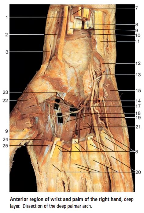 Wrist And Palm Deep 2 Anterior View Diagram Quizlet