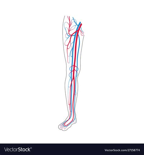 Circulatory system anatomy Royalty Free Vector Image