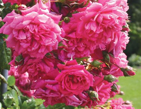 Роза плетистая laguna (79 фото)