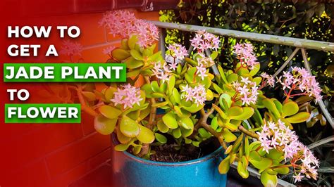 How To Get A Jade Plant To Flower Jade Plant Bloom Youtube