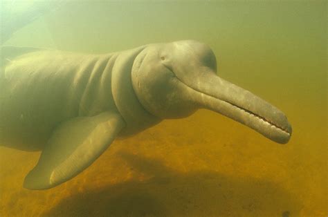 Endangered River Dolphins