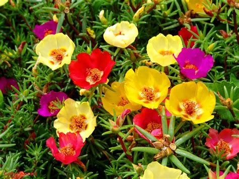 Portulaca Gandiflora The Rock Garden Plant