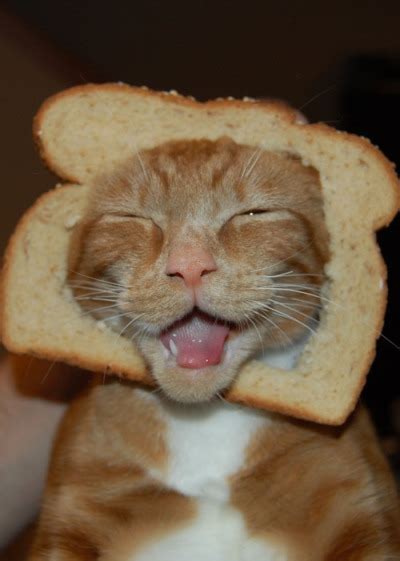 Toast Cat On Tumblr