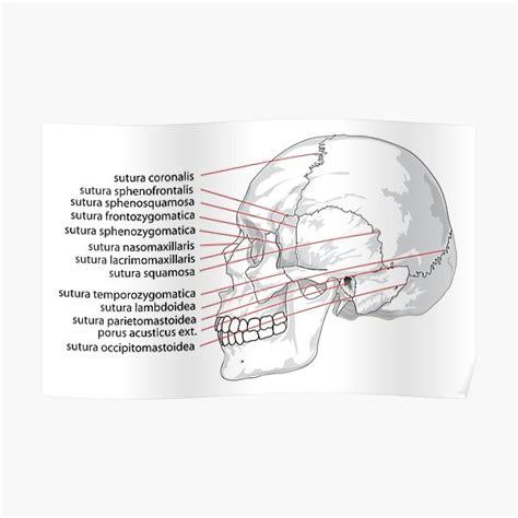 "Skull Sideways Anatomy Chart" Poster for Sale by FunckyDesigns | Redbubble