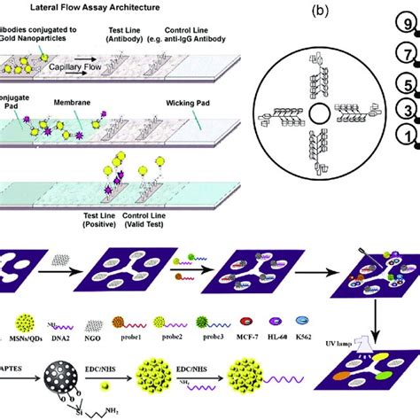 Schematic Of The Various Elisa Formats Download Scientific Diagram