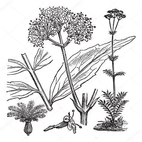 Valeriana De Jardín O Valeriana Officinalis Vintage Grabado — Vector De Stock © Morphart 9104808