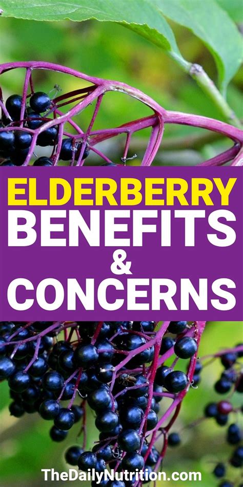 Elderberries Benefits And Health Risks Of Elderberry Elderberry