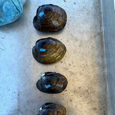 Freshwater Mussel Finds • MAD Scientist Associates, LLC