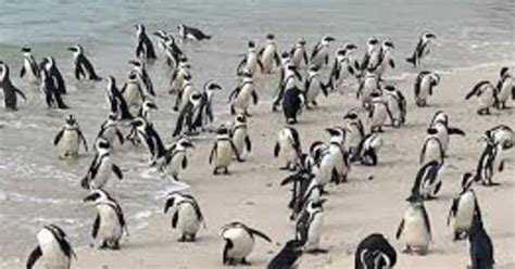 Table Mountain Pinguini Cape Point Tour Di Un Giorno Intero Per