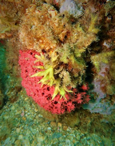 Darwinellidae From St Vincent St Gulfview Heights Sa Australia