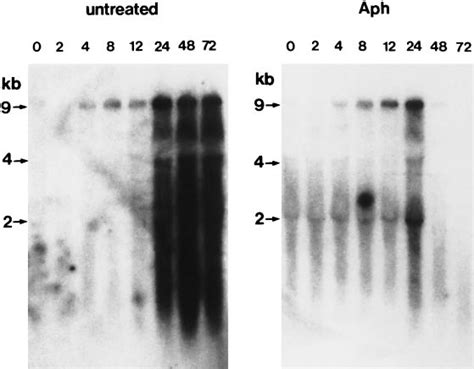 Kinetics Of Hiv Rna Production During Cell To Cell Infection Using