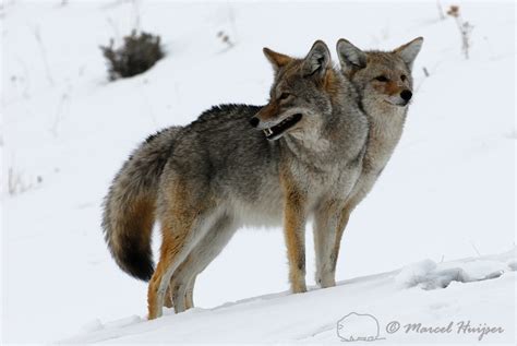 Marcel Huijser Photography Wildlife Two Headed Coyote Canis Latrans