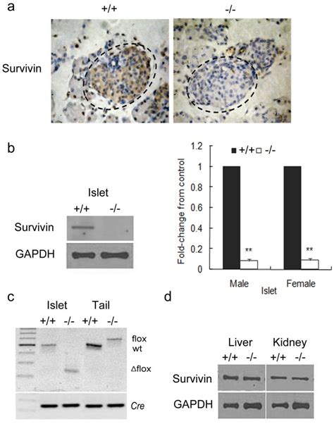 A Immunohistochemistry Showing Survivin Deletion In Pancreatic Beta