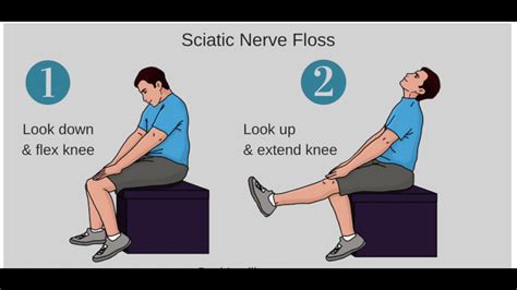 Serratus Muscle Sciatic Nerve And Can Sprinting Predict Homerun And