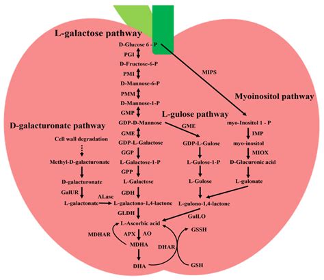 Plants Free Full Text Metabolism And Regulation Of Ascorbic Acid In