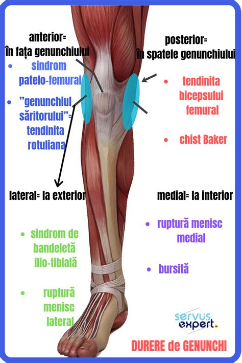 An Image Of The Muscles And Their Corresponding Tendi Tendiion