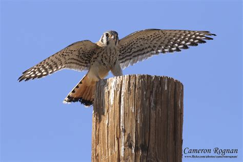 Red Cliffs Desert Reserve American Kestrel Falco Sparverius