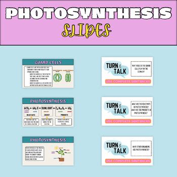 Photosynthesis Basics Slides Guided Fill In The Blank KEY