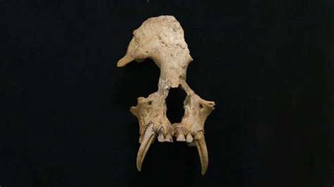 Mysterious Remains Of Extinct Ape Discovered In Ancient Chinese Tomb