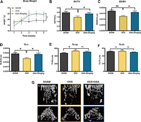 Frontiers α Asarone Attenuates Osteoclastogenesis and Prevents