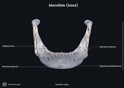 Base Of Mandible Anterior View Media Library Anatomy App Learn