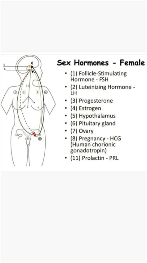 Female Sex Hormones Artofit