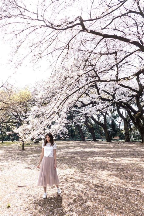 Cherry Blossoms in Japan: Where to Enjoy Sakura Season