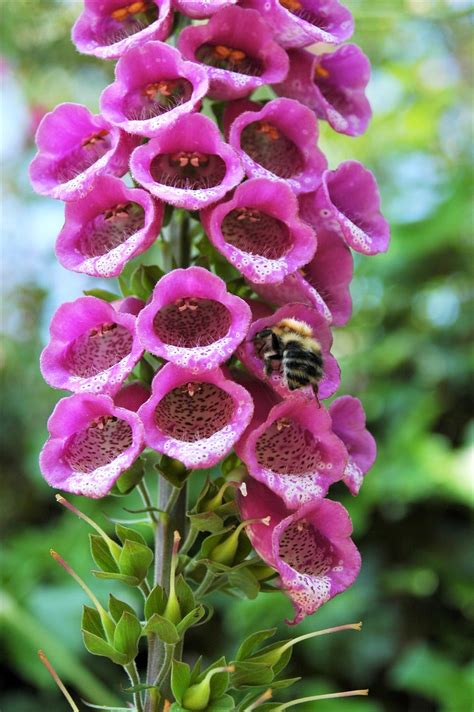 Foxgloves Pink Flower - Free photo on Pixabay - Pixabay