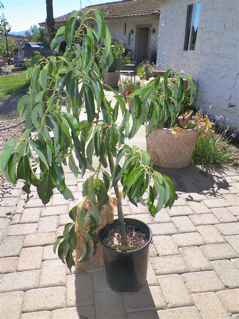 Hass Avocado Tree Will Arrive Between 3 And 4 Feet Tall Buy Online