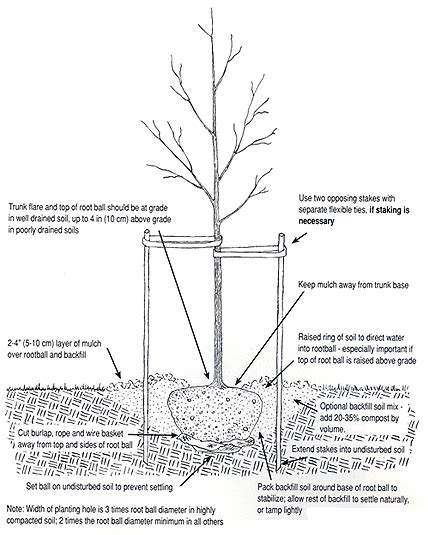 Summary Planting Diagram