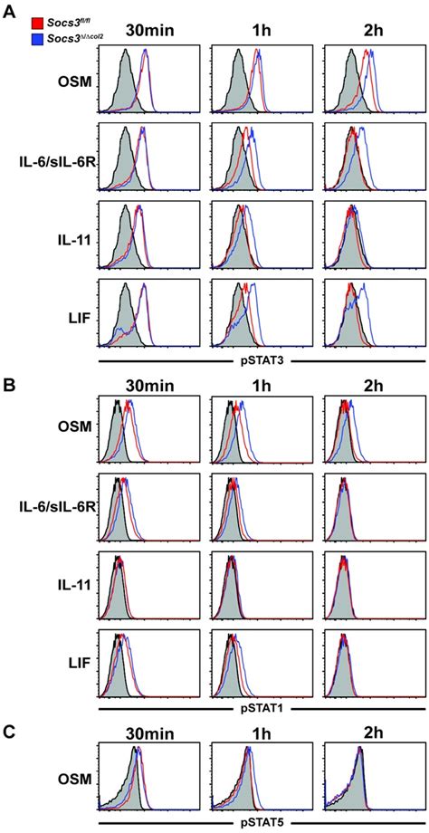 Key Role Of Suppressor Of Cytokine Signaling In Regulating Gp