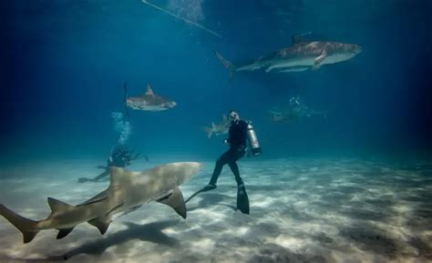 Brothers Shark Attack: Oceanic Whitetip Shark Attacks Diver