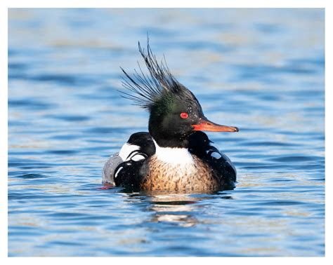 Definitive Guide To Red-breasted Merganser Facts, Habitat, Conservation
