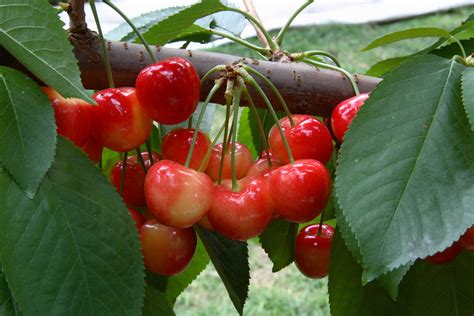 Cherry Tree Rainier Restoring Eden