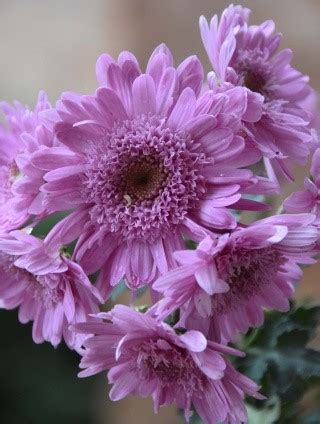 Chrysanthemum 'Purple Light' - Seeds Of Imbolc