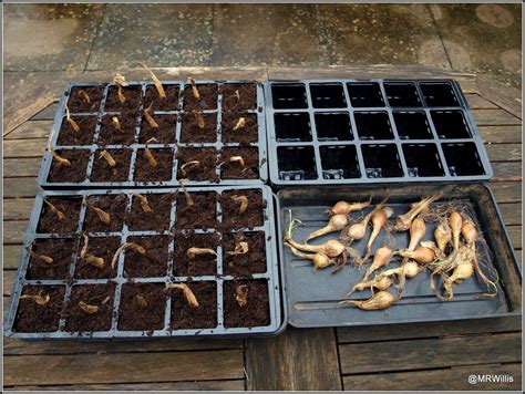 Mark S Veg Plot Planting Shallots