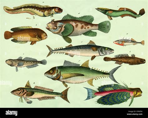 Fish Species Chart: A Visual Reference of Charts | Chart Master