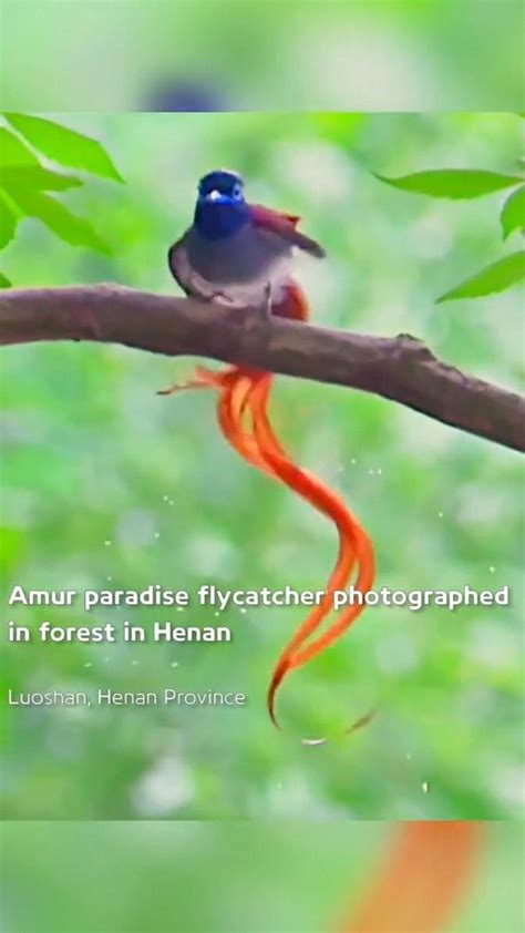 Beautiful Amur Paradise Flycatcher