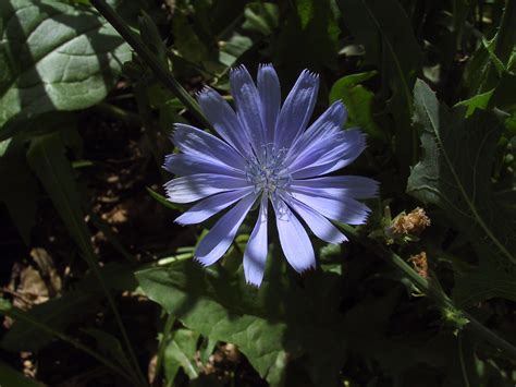 chicory flower - PVCA