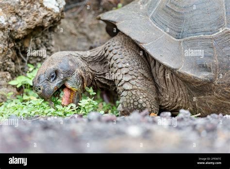 La tortuga más grande del mundo Tortuga gigante de Galápagos