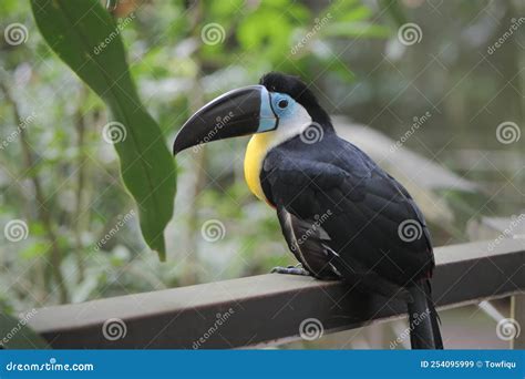Toucan Bird in Natural Setting in Singapore Stock Image - Image of ...