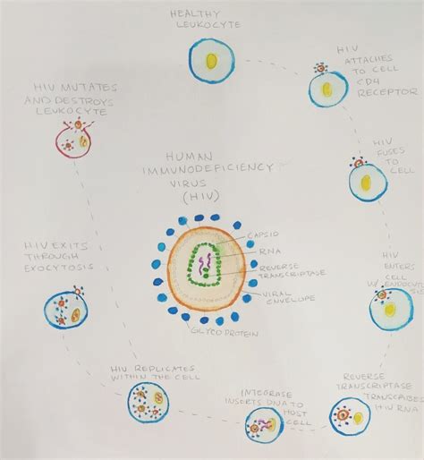 How Human Immunodeficiency Virus Replicates In The Body Human STEAM