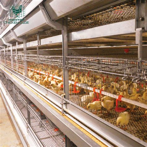 H Type Galvanized Steel Automatic 4 Tiers Battery Pullet Cages System