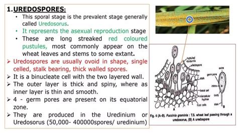 Life Cycle Of Puccinia Ppt