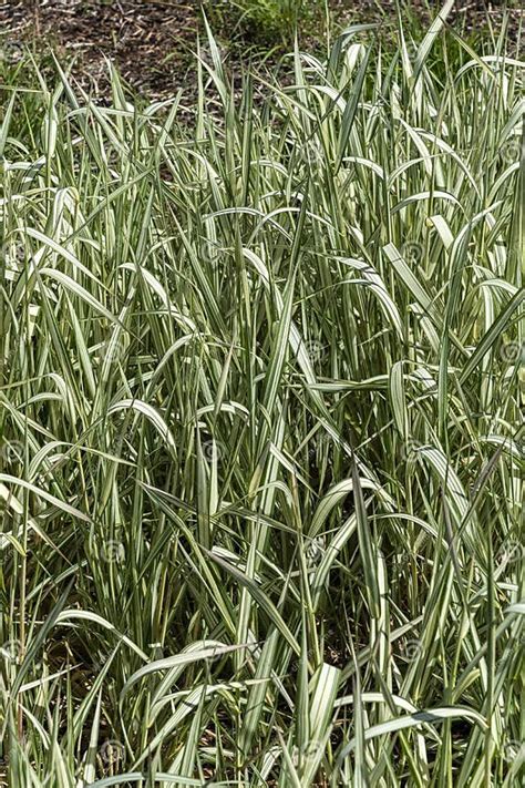 Phalaris Arundinacea Var Picta `feesey Stock Photo Image Of Green