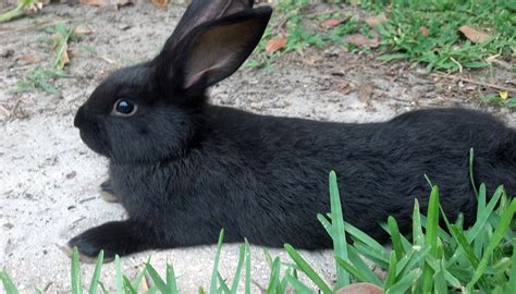 Top 15 Rabbit Breeds For Beginners Easy Care Friendly And Adaptable