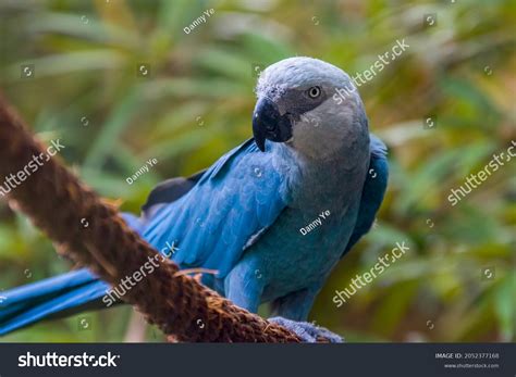 54 Spix's Macaw Images, Stock Photos, 3D objects, & Vectors | Shutterstock