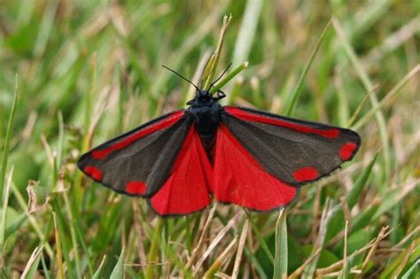 Are Caterpillars Poisonous? Are they Dangerous? (Explained)