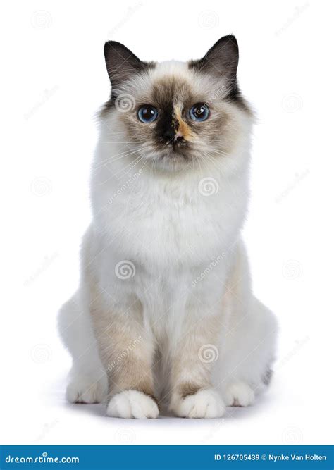 Naughty Tortie Sacred Birman Cat Isolated On White Background Stock